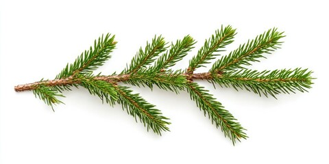 Green fir branch with vibrant green needles arranged diagonally on a clean white background showcasing natural texture and detail.