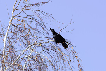 Crow in a winter park. Birdwatching in the city.