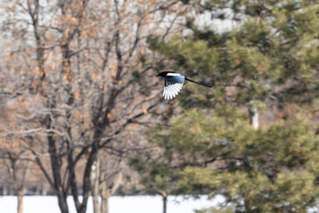 Magpie in a winter park. Birdwatching in the city.