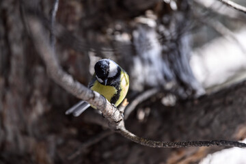 Small bird tomtit sits on branch