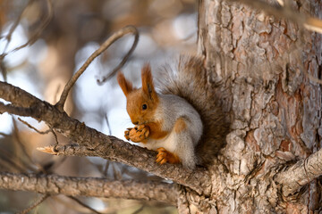 Red eurasian squirrel in winter park 
