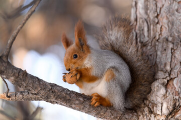Red eurasian squirrel in winter park 