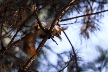Red eurasian squirrel in winter park 