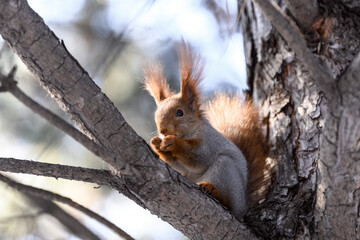 Red eurasian squirrel in winter park 