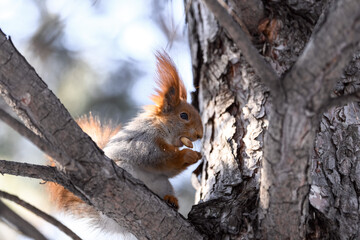 Red eurasian squirrel in winter park 