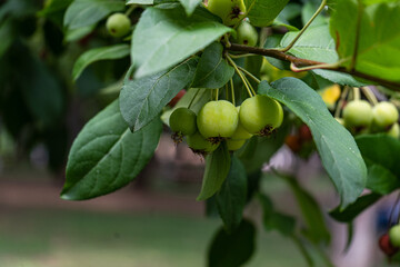 Fototapeta premium Ornamental or decorative tree of crabaple variety