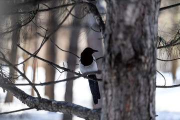 Magpie in a winter park. Birdwatching in the city.