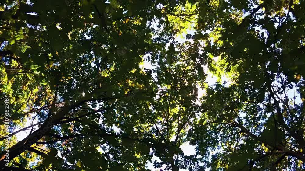 Poster exploring the beauty of sunlight filtering through vibrant tree leaves in a lush forest