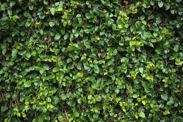 Green ivy leaves cover wall, dense and organic.