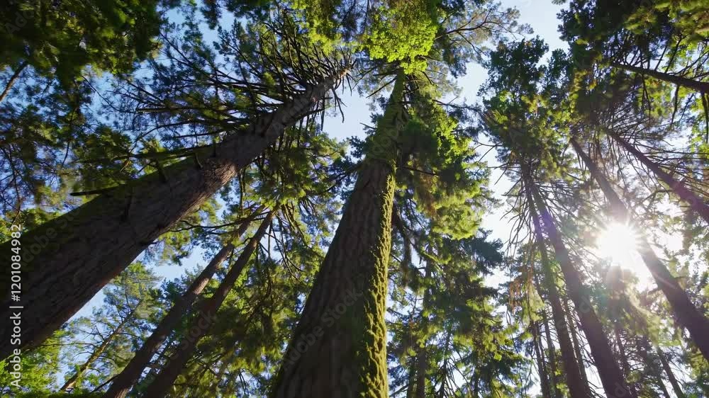 Poster explore towering trees reaching toward the blue sky in a serene forest setting