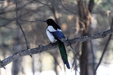 Magpie in a winter park. Birdwatching in the city.