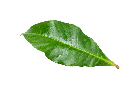 Fototapeta Cocoa leaf isolated on white background. Top view. Flat lay. 