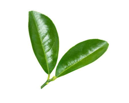 Fototapeta Citrus leaf isolated