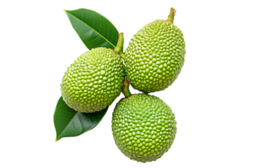 Marang fruit with textured skin and green leaves, isolated on white transparent background. Concept of tropical fruits.
