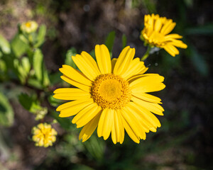 Flor macro