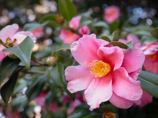 ピンクのサザンカの花