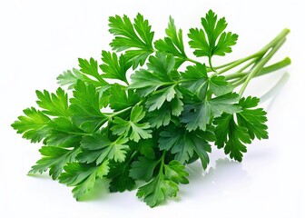 Fresh Green Parsley Sprig Isolated on White Background - Culinary Herb
