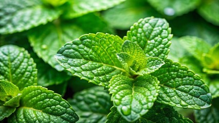 Fresh Mint Leaves: Aromatic Herbs, Culinary & Herbal Tea Ingredient