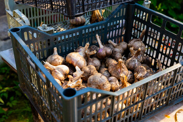 Freshly harvested garlic bulbs in a basket ready for market. organic farm