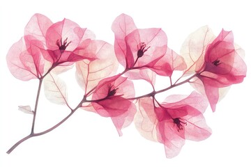 A botanical illustration of pink bougainvillea flowers with intricate details, isolated on white.