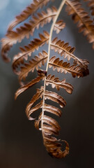 Vue rapprochée de feuilles de fougère marrons