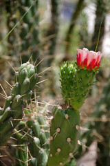 Colorful blooming wild desert cactus