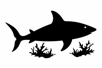 shark illustration