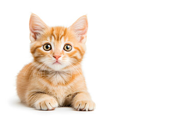 Obraz premium Cute fluffy white kitten isolated on background