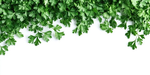Obraz premium Vibrant green parsley leaves arranged along the top edge on a white background with closeup detail highlighting the texture and freshness