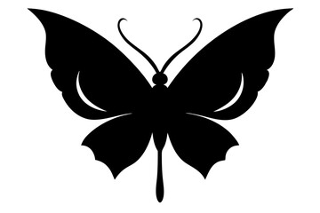 butterfly on a white background