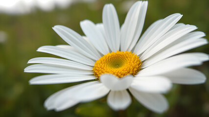 Fototapeta premium Closeup of a white daisy flower blooming in a garden during spring and summer
