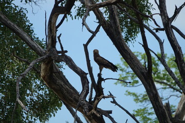 Bird of Africa in the Okavango Delta, Khwai Region