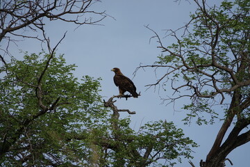 Bird of Africa in the Okavango Delta, Khwai Region