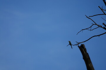 Bird of Africa in the Okavango Delta, Khwai Region