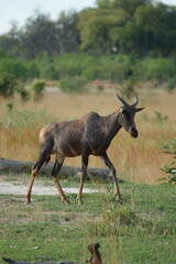 Hartebeest in the Okavango Delta, Khwai Region