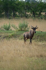 Hartebeest in the Okavango Delta, Khwai Region