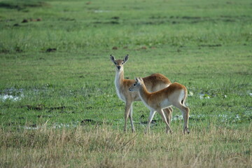 Puku Antelope in the Okavango Delta, Khwai Region