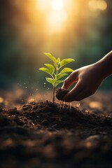 Fototapeta premium A hand planting a small seedling in rich soil under a warm, glowing sunlight.