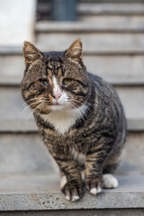 Sad cute stray cat outdoor