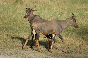 Hartebeest in the Okavango Delta, Khwai Region