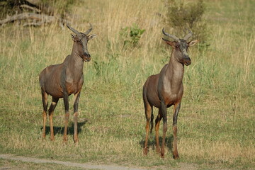 Hartebeest in the Okavango Delta, Khwai Region