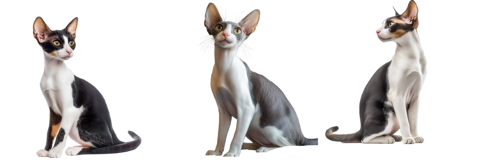 Oriental bicolor cat set isolated on transparent background. Generated AI