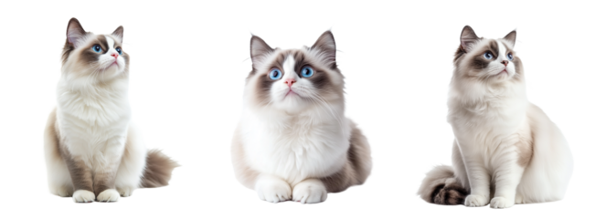 Himalayan cat set isolated on transparent background. Generated AI