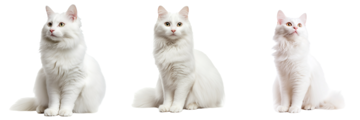 Turkish angora cat set isolated on transparent background. Generated AI
