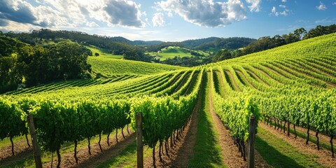 Fototapeta premium Vast vineyard landscape with vibrant green rows of vines against a blue sky and fluffy clouds highlighting agricultural beauty and natural tranquility
