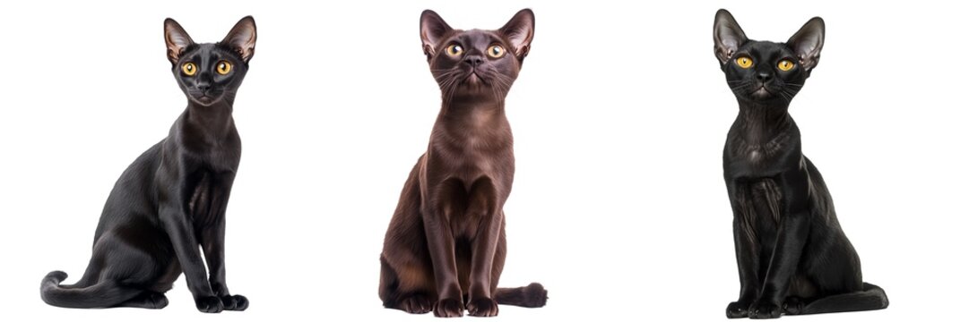Ukrainian levkoy cat set isolated on transparent background. Generated AI