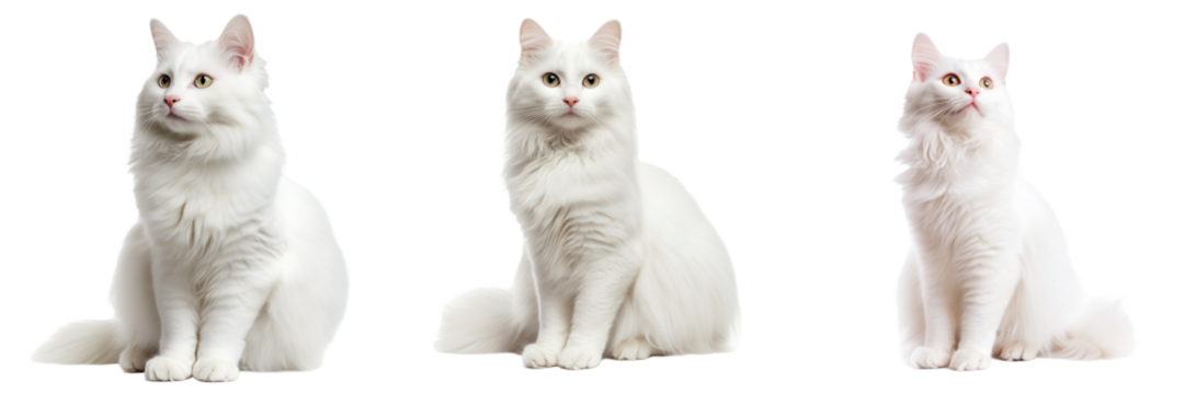 Turkish angora cat set isolated on transparent background. Generated AI