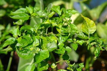 Macro shots of chili (Capsicum Frutescens L) flower