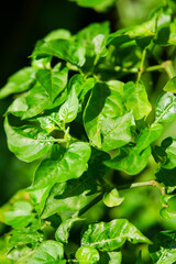 Macro shots of chili (Capsicum Frutescens L) flower