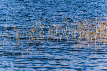 Dry reed grass growing in the Lisi lake